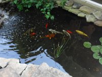 Luau (37) : Cancun 2016 June